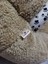 Pet Simit Mağara Yatak - Kedi, Küçük Irk Köpek Yatağı 45X45X16 cm Peluş Kumaş 4