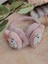 Hellokitty Peluş Kulaklık 1