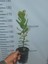 1 Yaş Dağ Çileği Fidanı -60 cm 1