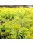 SARI SEDUM 90 ADET - YER ÖRTÜCÜ ÇOK YILLIK BİTKİ 1