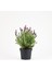 Thebestonline Lavanta Fidanı (Lavandula Officinalis) 1