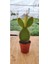 Opuntia Microdasys Rufida(Kırmızı Tavşan Kulağı) (5.5 cm Saksıda) Tüylü Sukulent 1