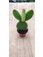 Opuntia Microdasys Rufida(Kırmızı Tavşan Kulağı) (5.5 cm Saksıda) Tüylü Sukulent 2