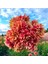 Büyük İri Çiçekli Dazzling Sun Dahlia Yumrusu (1 Adet) 1
