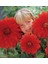 Büyük İri Çiçekli Babylon Red Dahlia Yumrusu (1 Adet) 1