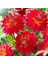 Aynı Sene Çiçek Açan Dev Çiçekli M. Island Dahlia Yumrusu (1 Adet) 1