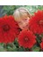 Aynı Sene Çiçek Açan Dev İri Çiçekli Babylon Red Dahlia Yumrusu (1 Adet) 1