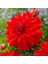 Büyük İri Çiçekli Red Neo Dahlia Yumrusu (1 Adet) 1