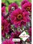 Dahlia ( Paketteki Tohum Sayısı 30 ) 1