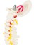 45 cm Esnek 1:1 Yetişkin Lomber Viraj Omurga Modeli Insan Iskelet Modeli Omurga Disk Pelvis Modeli Masaj Için Kullanılan, Yoga (Yurt Dışından) 5