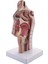 Fen Sınıfı Çalışması Ekran Öğretim Modeli Için Insan Anatomik Burun Boşluğu Boğaz Anatomisi Modeli (Yurt Dışından) 4