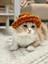 El Yapımı Örgü Puffy Kedi Beresi, Evcil Hayvan Beresi Turuncu / Standart 3