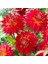 Büyük Dev Çiçekli Manhattan Island Dahlia Yumrusu (1 Adet) 1