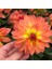 Katmerli İri Çiçekli Power Yellow Orange Yıldız Dahlia Çiçeği Fidesi (10 Adet) 1