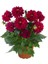 Katmerli İri Çiçekli Power Burgundy Yıldız Dahlia Çiçeği Fidesi (2 Adet) 1