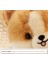 20CM Köpek Husky Simülasyon Hayvan Peluş Oyuncak Bebek (Yurt Dışından) 5