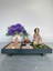 Kalp Ritmi – Zen Bahçesi Dekoratif Meditasyon Seti 1