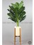 150 cm Areka Ağacı Ayaklı Metal Saksıda 1