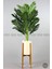 150 cm Areka Ağacı Ayaklı Metal Saksıda 4