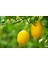 Mayer Limon Fidanı(Yediveren) - 3 Yaş Aşılı ve Tüplü 100-150 cm 3