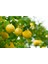Mayer Limon Fidanı(Yediveren) - 3 Yaş Aşılı ve Tüplü 100-150 cm 4