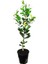 Mayer Limon Fidanı(Yediveren) - 3 Yaş Aşılı ve Tüplü 100-150 cm 5