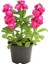 Pembe Şebboy Fidanı Saksılı Mis Kokulu 10-20CM 4