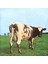 Pink Floyd - Atom Heart Mother (2016 Remastered) - Yabancı 33'lük Plaklar 1