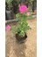 Gerçek Isparta Gülü Fidanı 10-20 cm 2