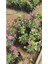 Gerçek Isparta Gülü Fidanı 10-20 cm 3