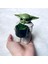 Disney Star Wars 8 cm Bebek Yoda Grogu Aksiyon Figürü Bebek Oyuncak Koleksiyonu Mandalorian Sevimli Yoda Araba Süs Modeli Çevre Birimleri (Yurt Dışından) 1