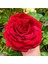 Tüplü İri Goncalı Soğuklara Dayanıklı Kokulu Venüs Yediveren Gül Fidanı 1