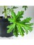 Itır Bitkisi Gül Kokulu Pelargonium Graveolens 10-20 cm 1