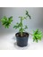 Itır Bitkisi Gül Kokulu Pelargonium Graveolens 10-20 cm 2