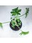 Itır Bitkisi Gül Kokulu Pelargonium Graveolens 10-20 cm 3