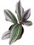 Telgraf Çiçeği Tradescantia Nanouk 10-20 cm 2