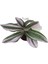 Telgraf Çiçeği Tradescantia Nanouk 10-20 cm 3