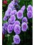 Yediveren Lila Gül Fidanı Yediveren Lilac Rose 1 Adet 10-20 cm 1