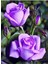 Yediveren Lila Gül Fidanı Yediveren Lilac Rose 1 Adet 10-20 cm 2