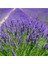 Yoğun Kokulu Aromatik Lavanta Fidanı 10-20 cm 1