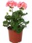 Ceylangözü Sardunya Çiçeği Fidanı Açık Pembe 10-20 cm 1