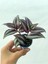 Bordo Telgraf Çiçeği 8.5 cm Saksıda 10-20 cm 2
