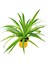 Salon Bitkisi Kurdele Çiçeği Fidanı Chlorophytum 10-20 cm 1