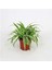 Salon Bitkisi Kurdele Çiçeği Fidanı Chlorophytum 10-20 cm 2