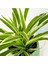Salon Bitkisi Kurdele Çiçeği Fidanı Chlorophytum 10-20 cm 3