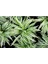 Salon Bitkisi Kurdele Çiçeği Fidanı Chlorophytum 10-20 cm 4