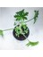 Pelargonium Graveolens Itır Bitkisi Mis Kokulu 10-20 cm 2