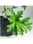 Pelargonium Graveolens Itır Bitkisi Mis Kokulu 10-20 cm 3
