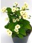 Beyaz Euphorbia Milli Dikenler Tacı Fidanı 10-20 cm 1