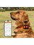 YG119 4g Yeni Köpek Kedi Evcil Hayvan Gps Takip Cihazı Tkstar Av Köpeği Takip Evcil Hayvan Takip 4